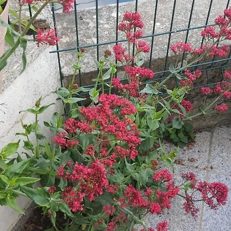 Casa Da Oliveira דירה