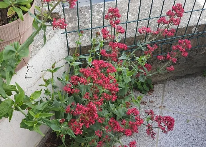 Casa Da Oliveira Apartamento